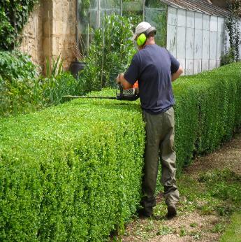 Professional hedge and shrub trimming service